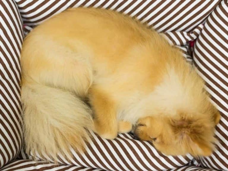 How Long Until Dog Can Sleep in Bed? (Explained)