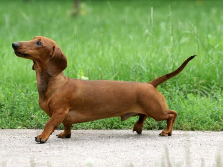 How Far can Dachshunds Walk? (Beginners Guide)