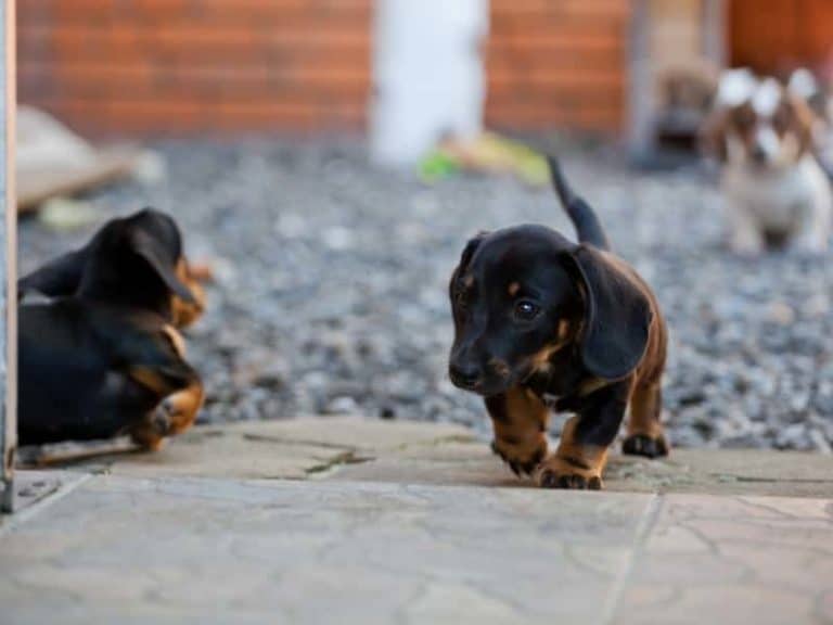 Can You Take Dachshunds Running? (New Owners Guide)