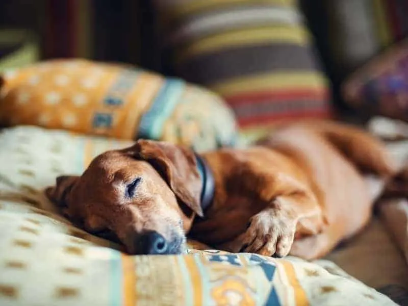 what do dachshund like to sleep on