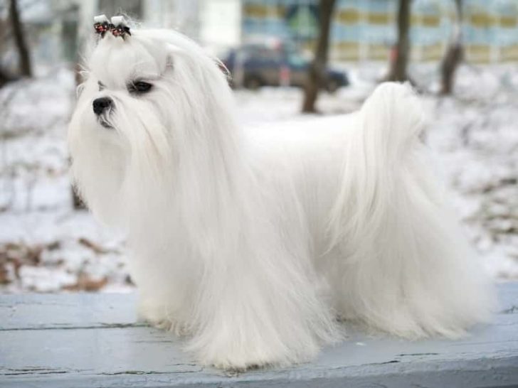 Do Maltese Have Hair or Fur? (Quick Answers)