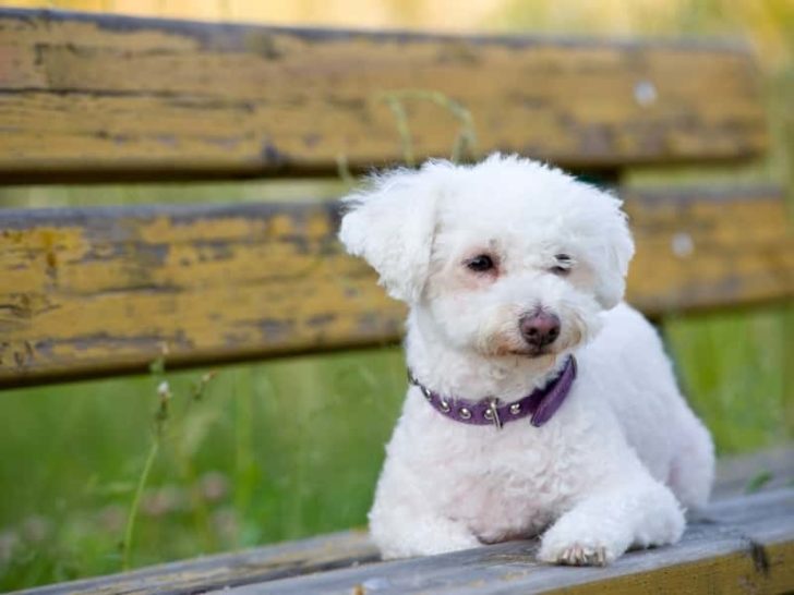 Do Maltese Have Curly Hair? (All You Need to Know)