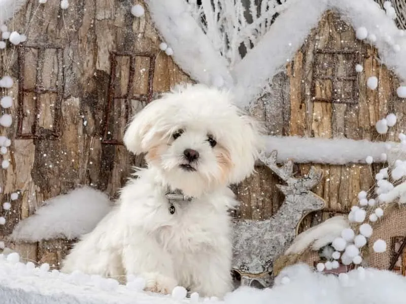 Does My Maltese Need A Sweater All You Need To Know