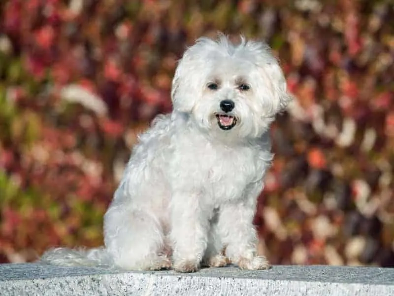 Does My Maltese Need A Sweater All You Need To Know