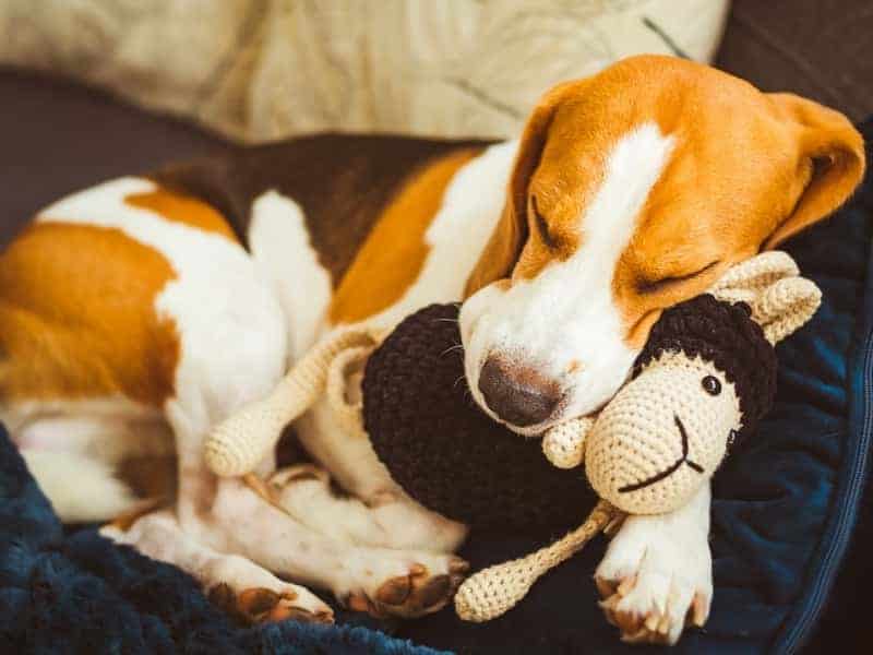 Is Dog Toy Stuffing Dangerous? (All Materials Explained)