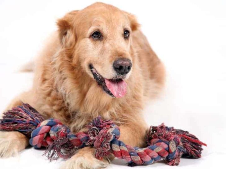 Easy DIY Dog Toys With Braid, Paracord, Rope & Yarn