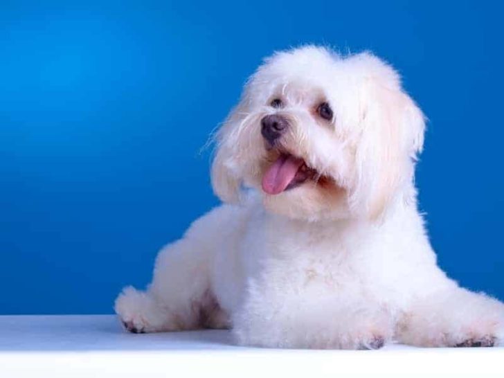 Why Does My Maltese Cry So Much? (Ways to Calm Down Maltese)