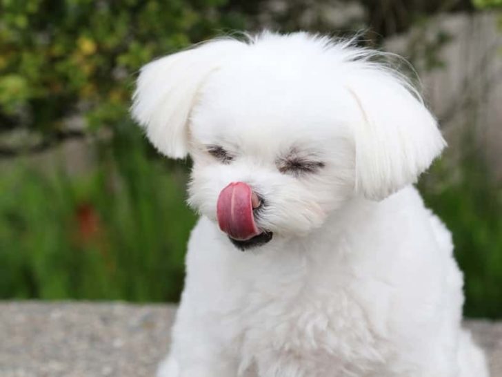 Why Does My Maltese Howl, Growl, Snore, Grunt, or Snort?