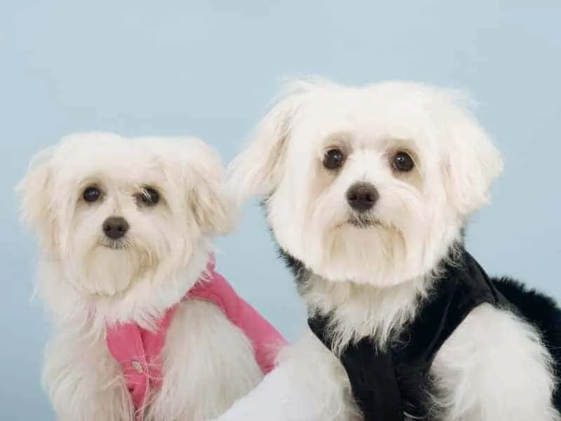 Should I Get 2 Maltese Puppies? (Explained for Owners)