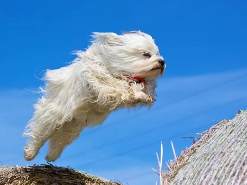 are havanese aggressive