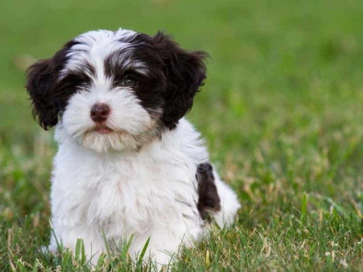 Can You Shave a Havanese Dog? (Guide for Beginners)