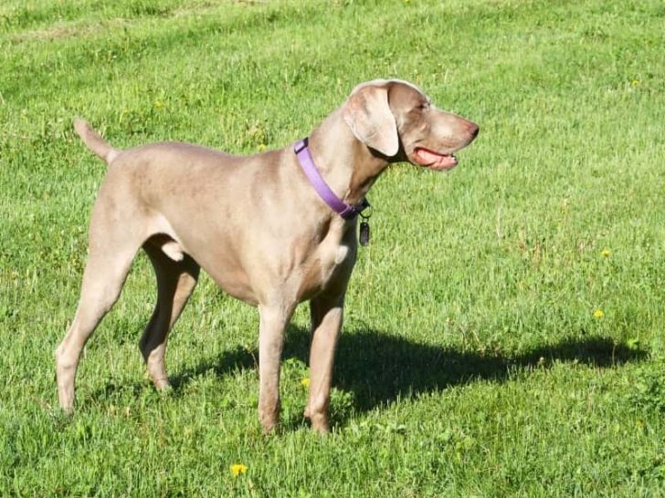 Why are Weimaraners so Clingy And Needy? (Explained)