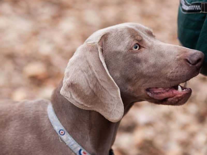 Why Is My Weimaraner Losing Hair? (Explained for Owners!)