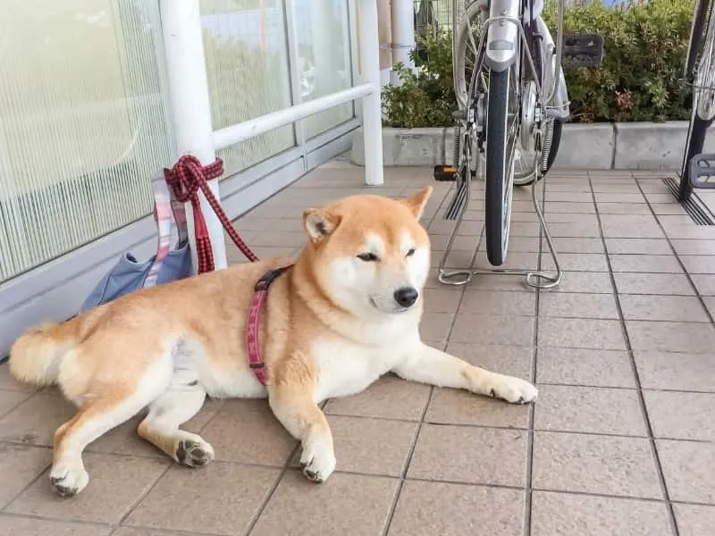 are shiba inus good service dogs