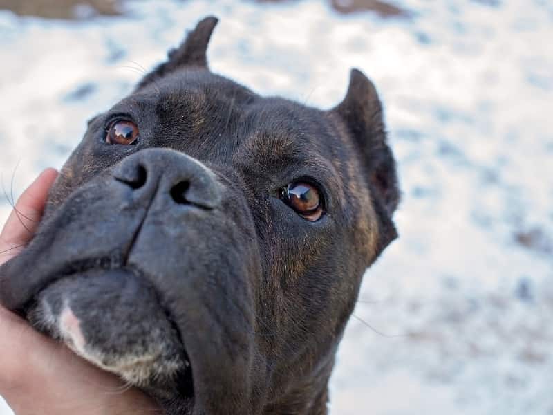 Does Cane Corso Have Blue Eyes? (Explained for Owners!)