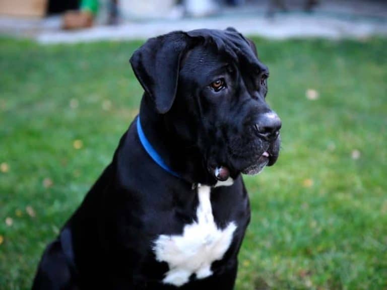 How Long Can A Cane Corso Be Left Alone? (Explained)