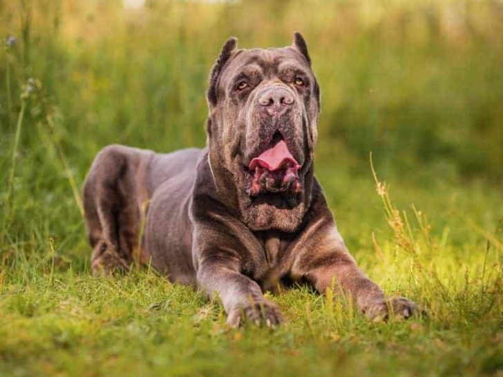 Can Cane Corso Live with Other Dogs? (Quick Answers)