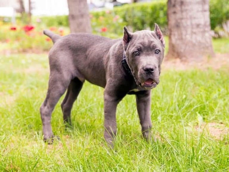 How High Can a Cane Corso Jump? Can They Jump Fences?