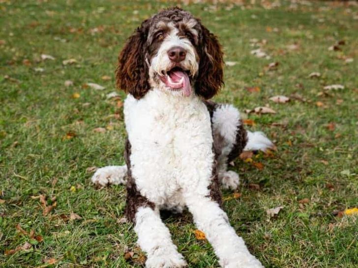 Do Bernedoodles Change Color? (All You Need to Know)