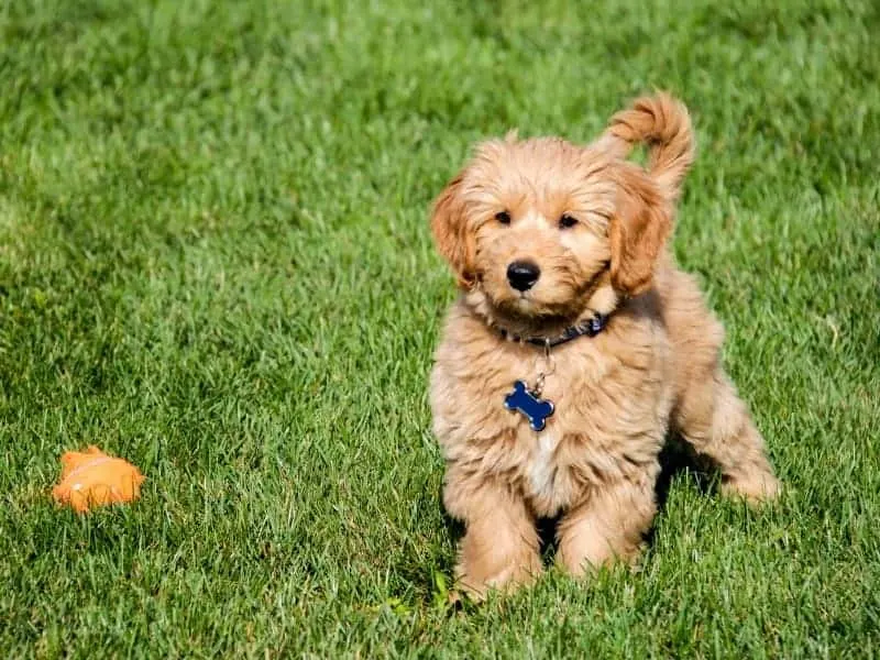 how much does an aussiedoodle cost