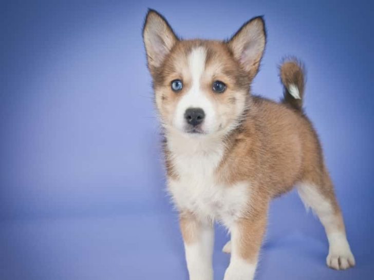 Do Pomskies Need Haircuts? How Often to Groom a Pomsky?