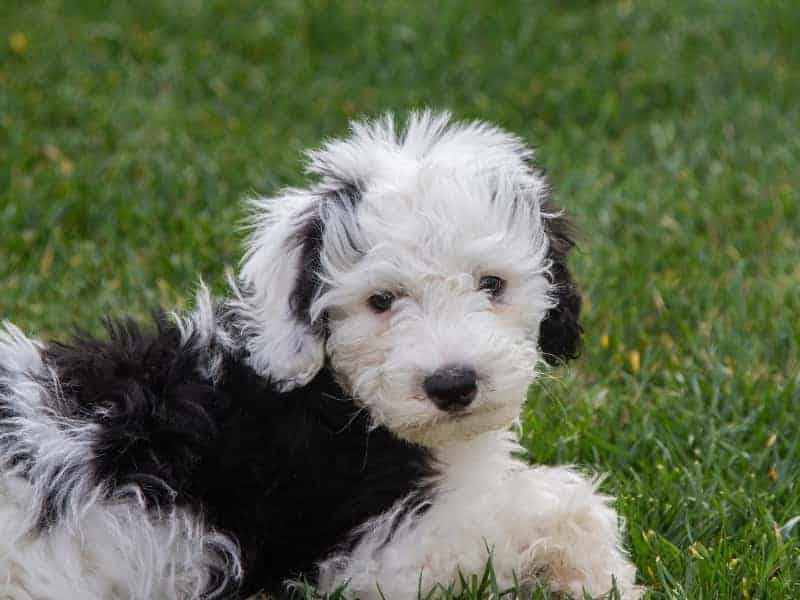 How Big Do Sheepadoodles Get? This is because more procedures are needed to be performed on younger Sheepadoodles, such as vaccinations and neutering or spaying. Whether youre just simply curious or contemplating getting a smart, sweet, and gentle Sheepadoodle as a pet, you might be wondering about the price of this adorable mixed breed. That is why we have created this list to help you in your search for the right puppy breeder in your area.  <br> Contact us now. With a Sheepadoodle.  <br> Sheepadoodles are so soft and kind. A Guide for Parents.  </div> But aside from the Sheepadoodle price, there are other costs associated with owning this cuddly pooch. The price is only an estimate. That does mean there is no guarantee you will even be able to get a puppy from them, but they have been doing this for some time, so they will guide you through the entire process.  <p class=