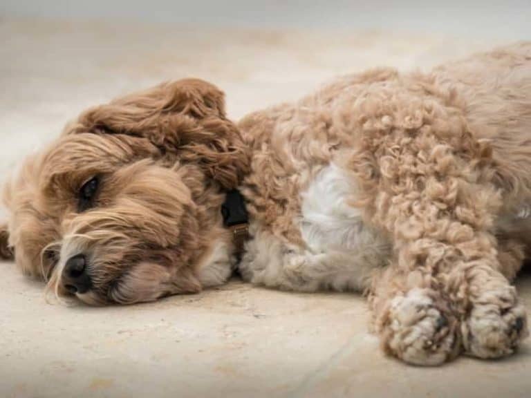 Why Do Cockapoos Sleep on Their Backs? (Explained!)