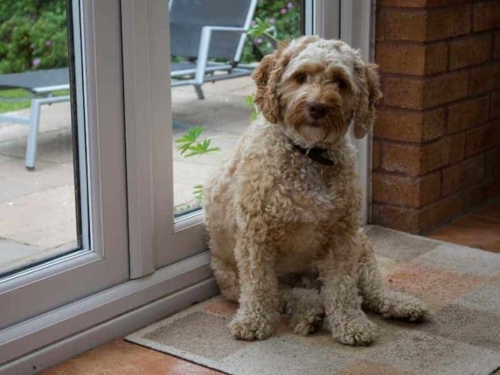 Why Do Cockapoos Have Long Eyelashes? (Quick Facts)