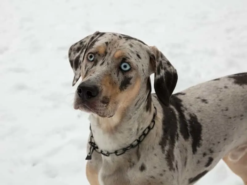 do catahoula dogs bark