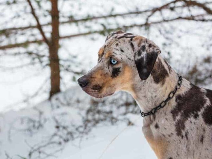 Are Catahoulas Good Herding or Cattle Dogs? (Explained)
