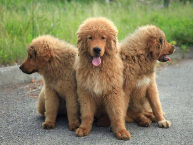 Are Mastiffs Good with Other Dogs? (Read This First!)