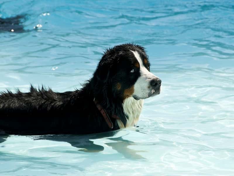 Can Bernese Mountain Dogs Swim? (Read This First!)