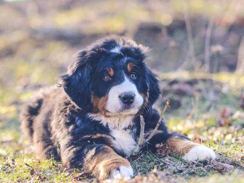Do Bernese Mountain Dogs Bark a Lot? (Explained for Owners!)