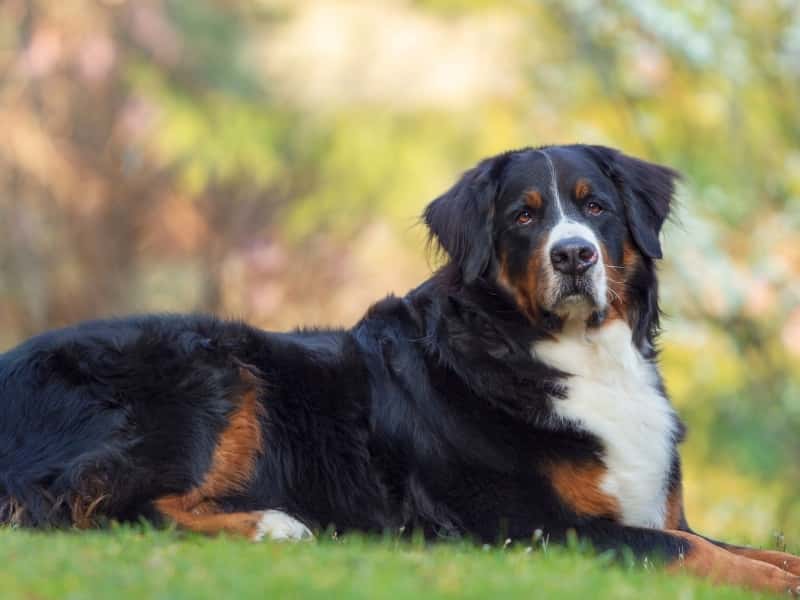 How Much Weight Can a Bernese Mountain Dog Pull? (Answered)