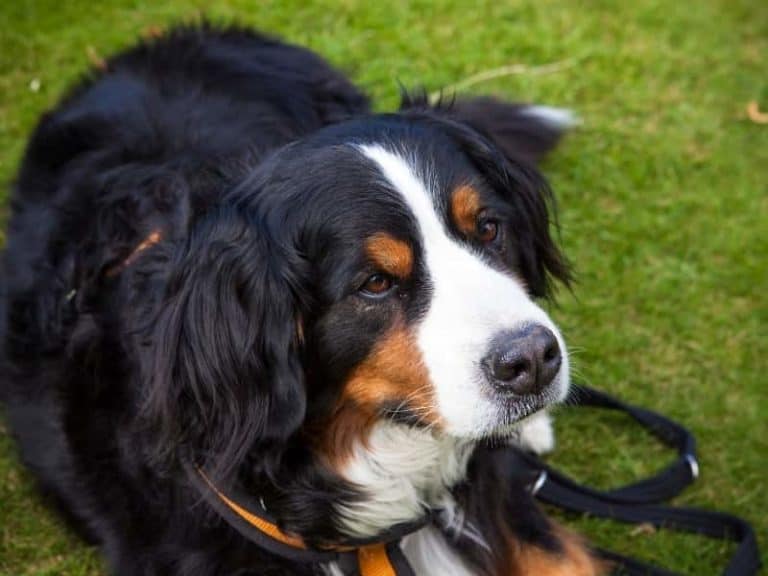 Is It Ok to Shave a Bernese Mountain Dog? (Quick Answers)