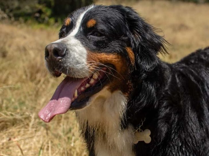 When Do Bernese Mountain Dog Puppies Lose Their Teeth?