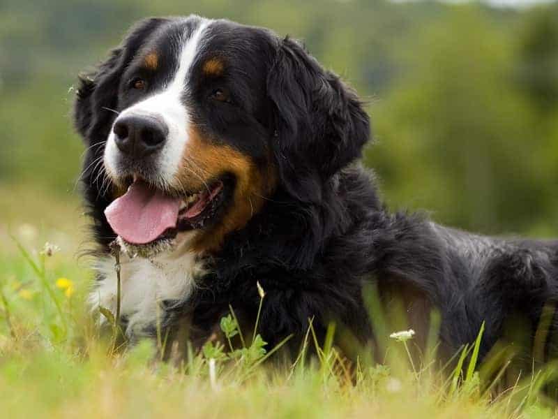 Can Bernese Mountain Dogs Live in Hot or Cold Weather?