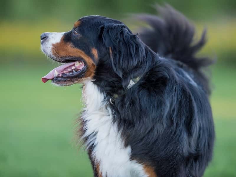 When Does Bernese Mountain Dogs Stop Growing? (Explained)