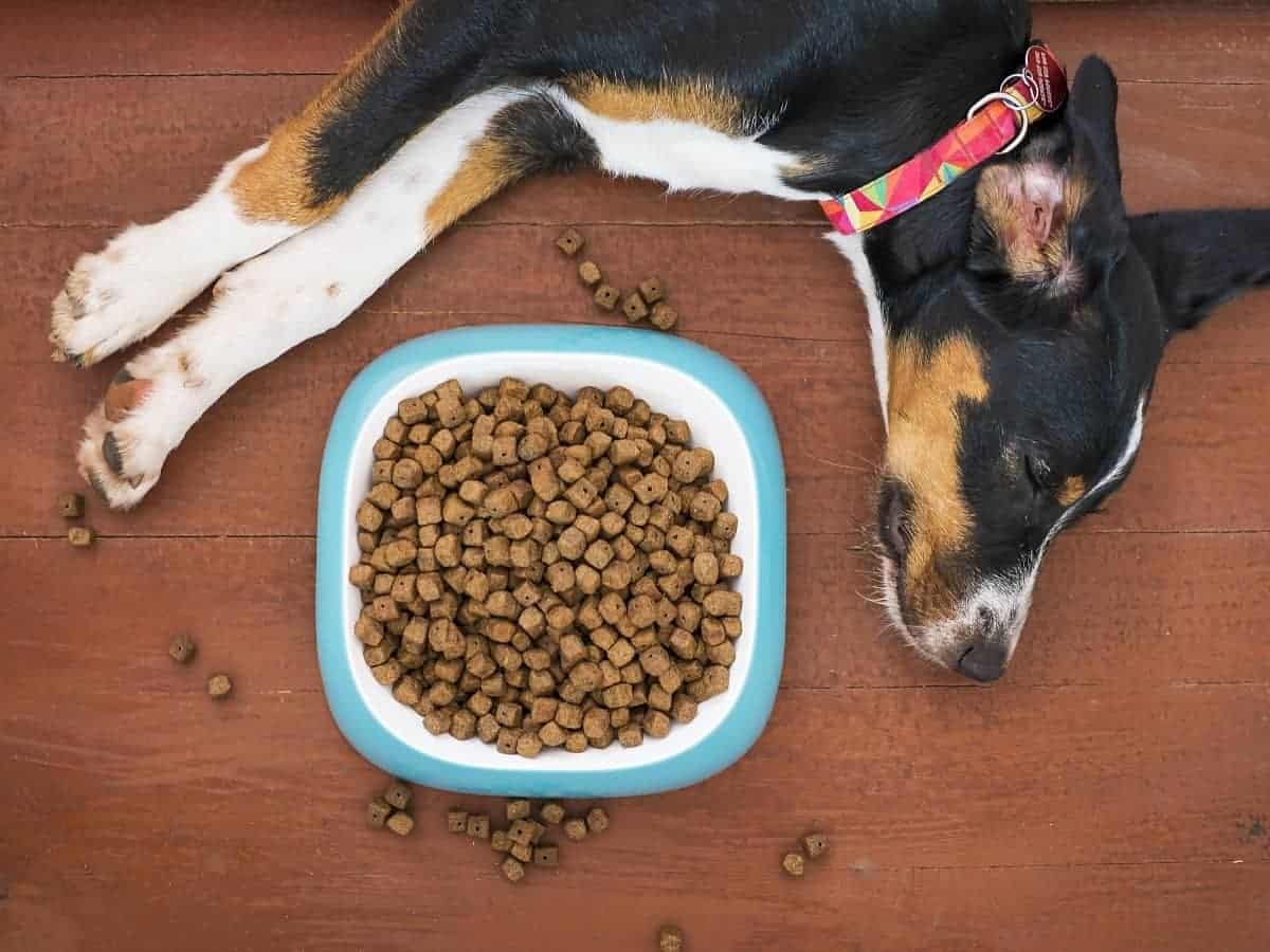 How Long Does a Bag of Dog Food Last? (All You Need to Know)