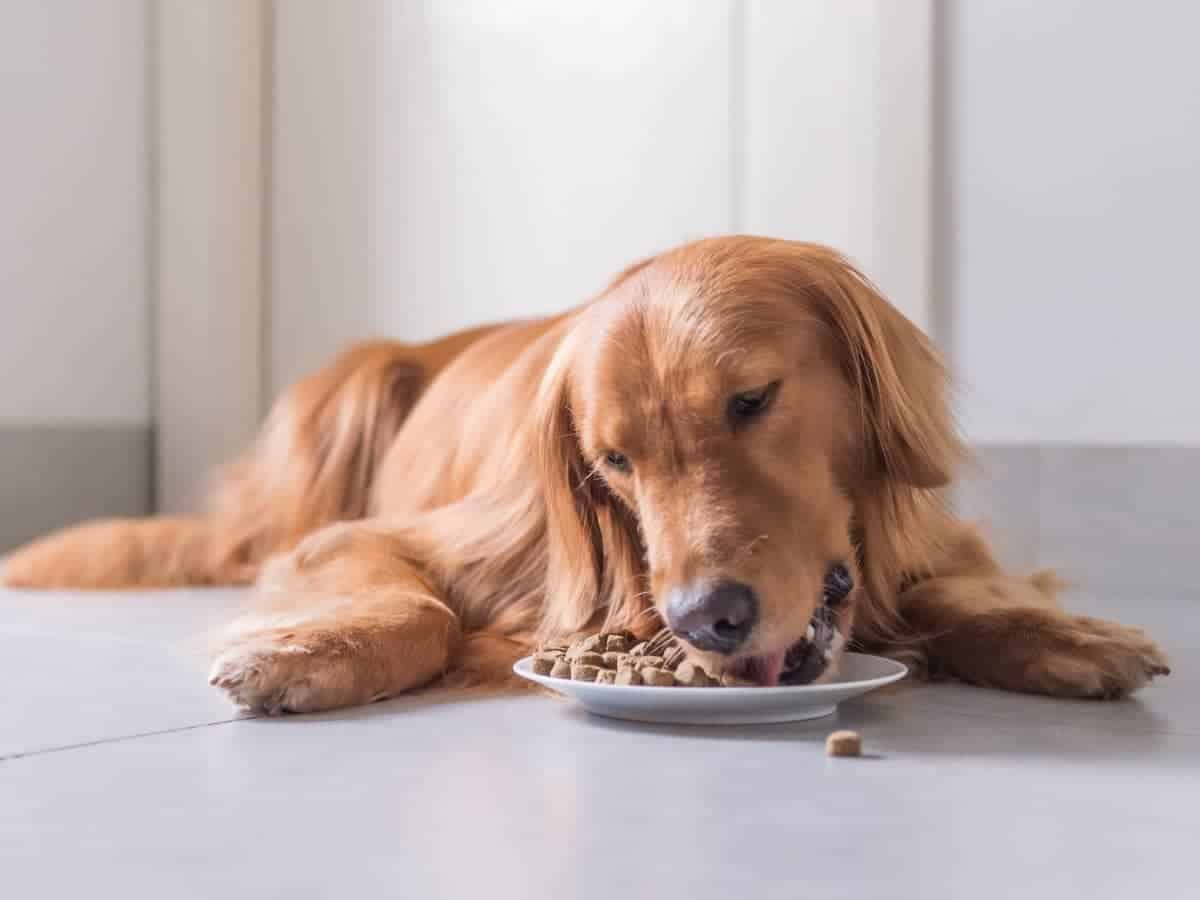 How Many Pounds of Dog Food in a Gallon? (Quick Answers)