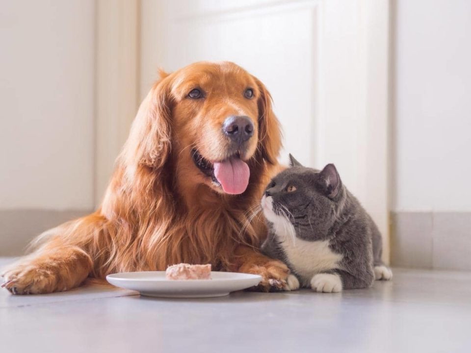 Will Black Pepper Hurt the Dog? (Read This First!)