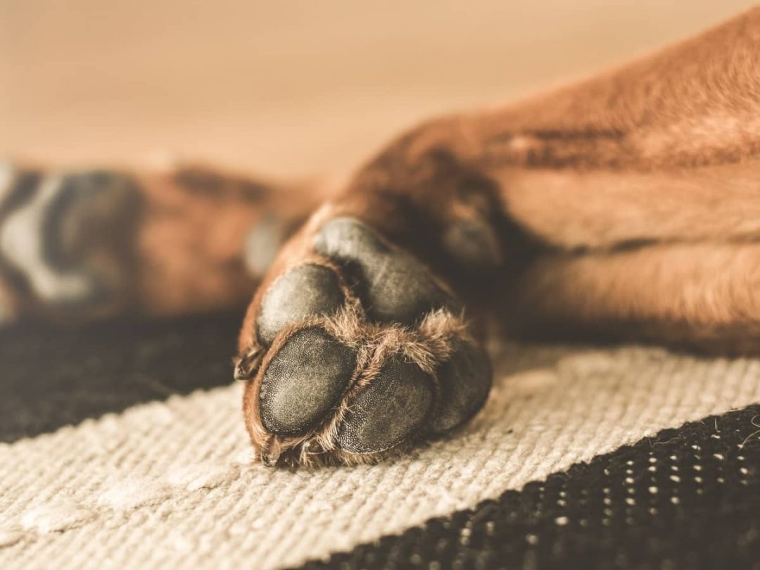 how-long-does-a-dog-paw-pad-injury-take-to-heal-answered