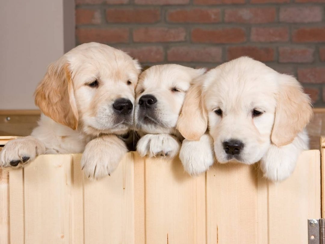 Can Puppies Be Born Days Apart? (Answered)