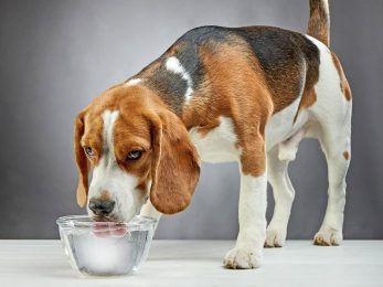 Why Is My Dog Not Drinking Water After Surgery? (Explained)
