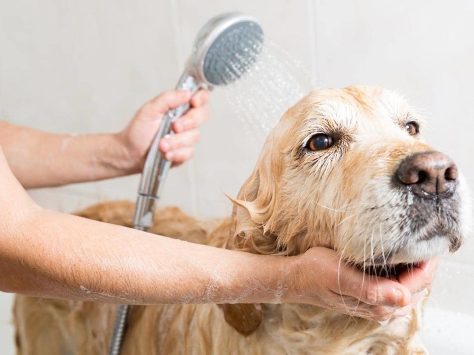 Can You Use Dr. Bronner's Castile Soap on Dogs? (Explained)