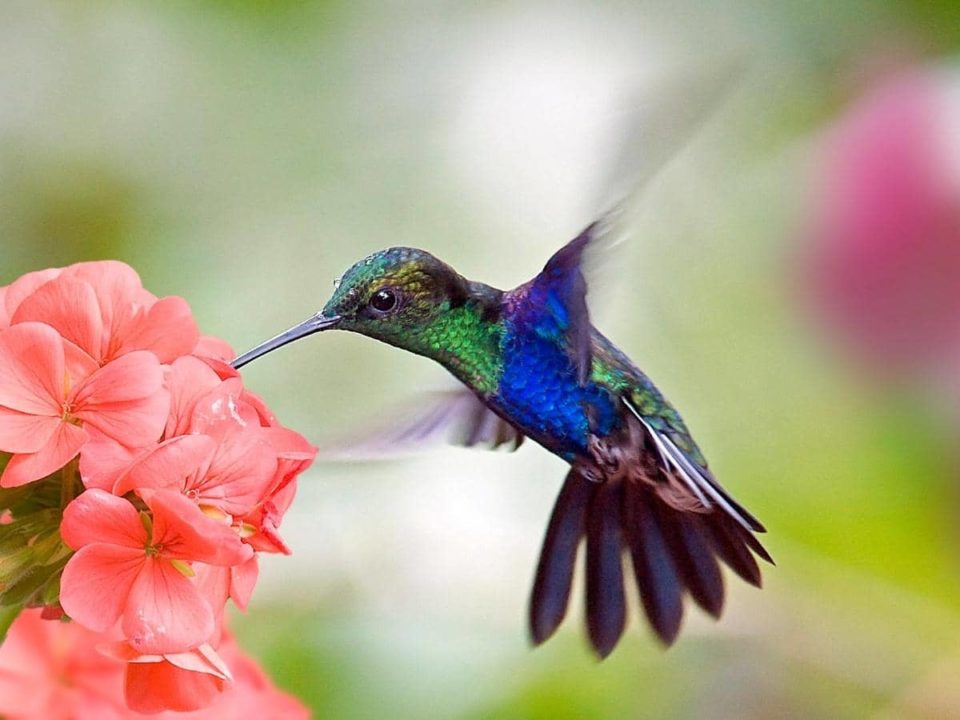 Do Hummingbirds Eat or Feed at Night? (Read This First!)