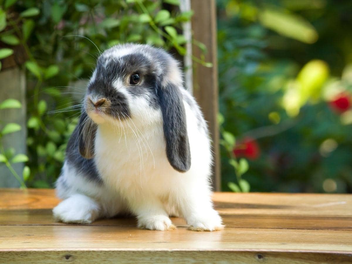 Do Rabbits Eat Coneflowers? (Read This First!)