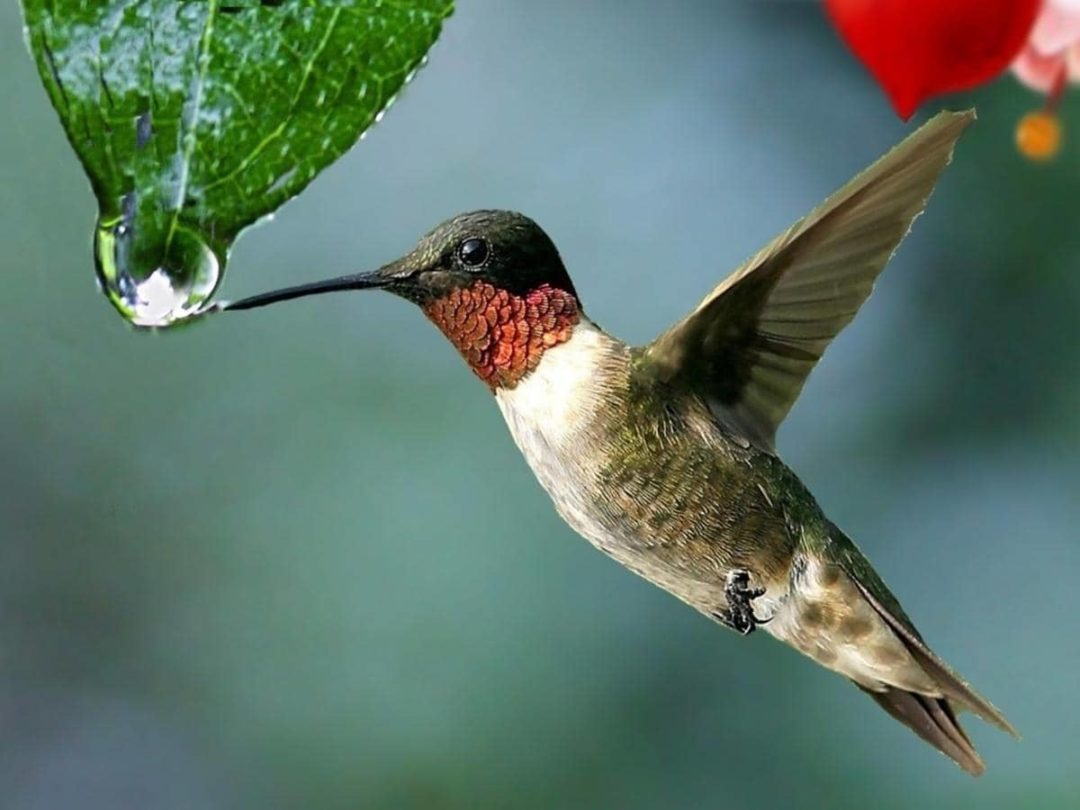 Do Mother Birds Eat Their Babies Poop? (Explained)
