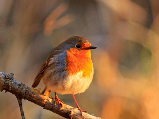 Can Birds Eat Quinoa? (Uncooked and Cooked)