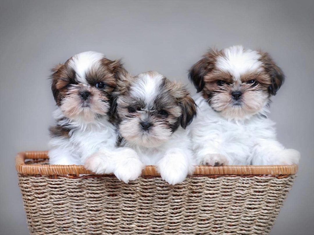 How to Take Care of Newborn Shih Tzu Puppies? (Explained)